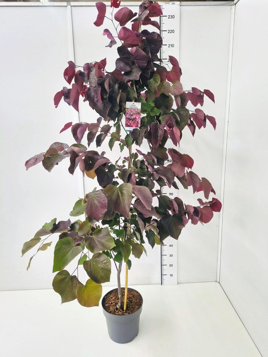 <h4>Cercis canadensis</h4>