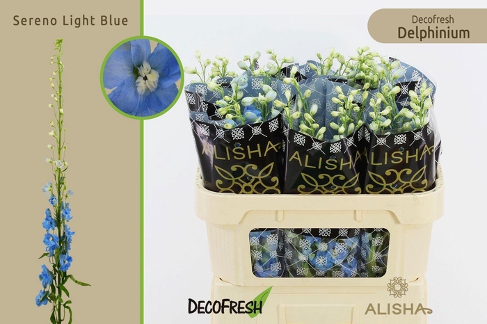 <h4>Delph Du Ov</h4>