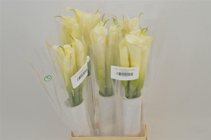 <h4>Aethiopica Cotopaxi</h4>