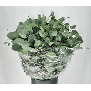 EUC. POPULUS 300 GR DV