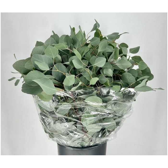 <h4>EUC. POPULUS 300 GR DV</h4>