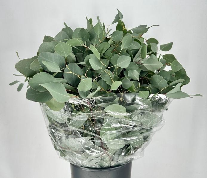 EUC. POPULUS 300 GR DV