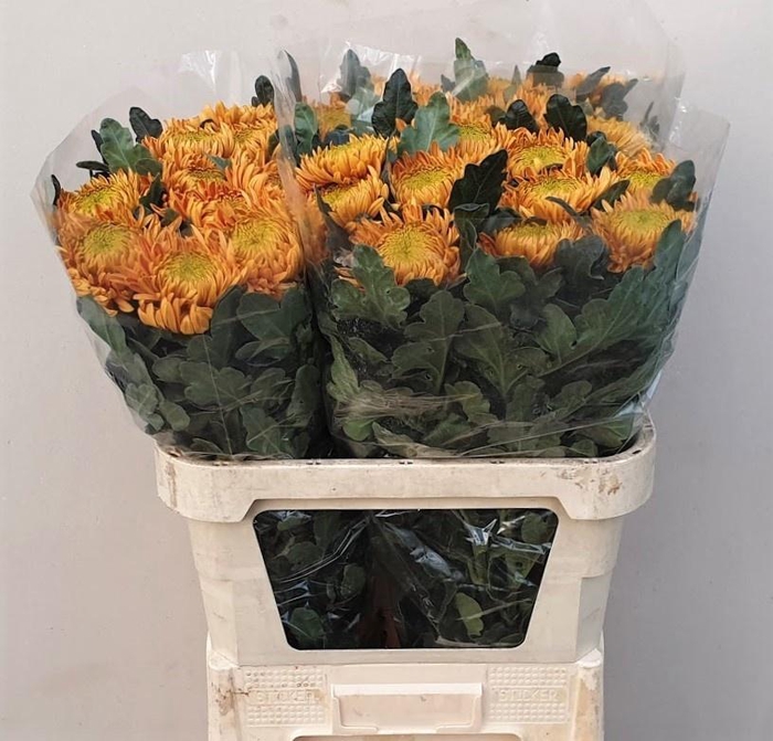 <h4>CHR G ARMG BRONZE</h4>