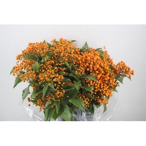 Pittosp Rombifolia P Bunch