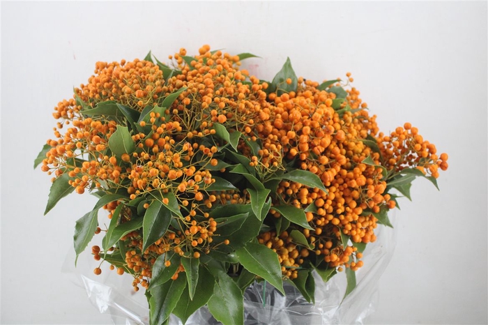 <h4>Pittosp Rombifolia P Bunch</h4>