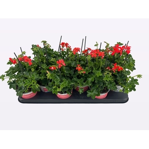 PEL PELT BALKON ROOD