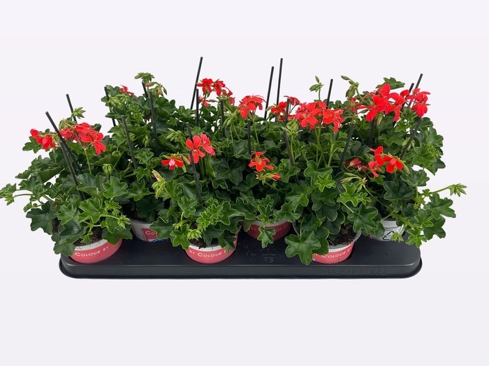 <h4>PEL PELT BALKON ROOD</h4>