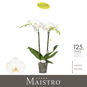 Maistro Mozart 2 spike 50 cm