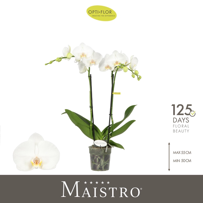 <h4>Maistro Mozart 2 spike 50 cm</h4>
