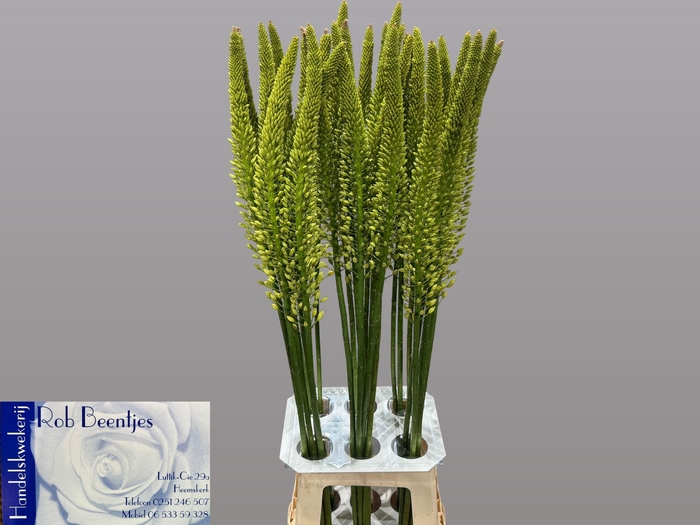 <h4>EREMURUS YELLOW REBE</h4>
