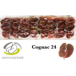 ANTH A COGNAC 24 smart pack