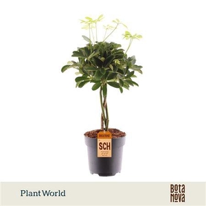 Schefflera Compacta (nora) Vlecht