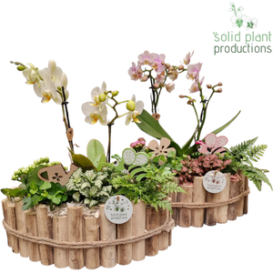 HPH006 Napoli Large White/Pink Phalaenopsis