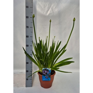 Agapanthus afric.