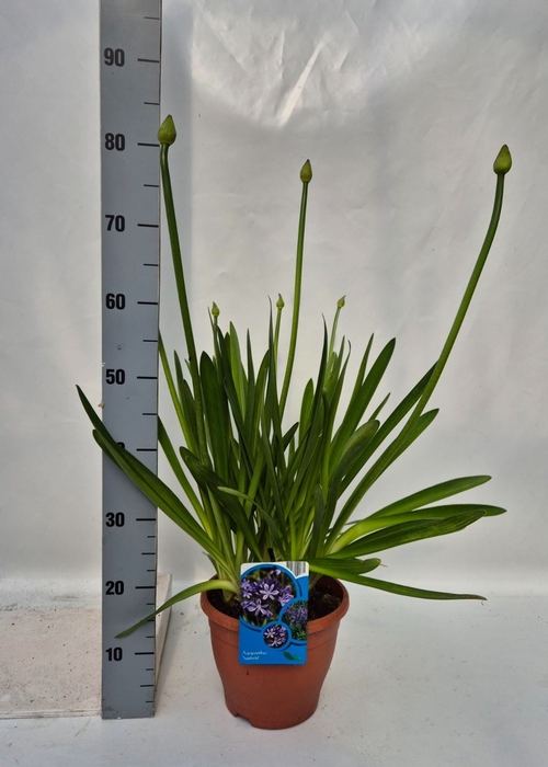 <h4>Agapanthus afric.</h4>