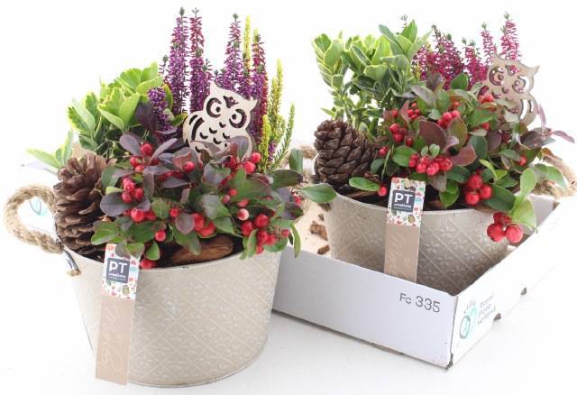 <h4>ARR TUINPLANTEN</h4>