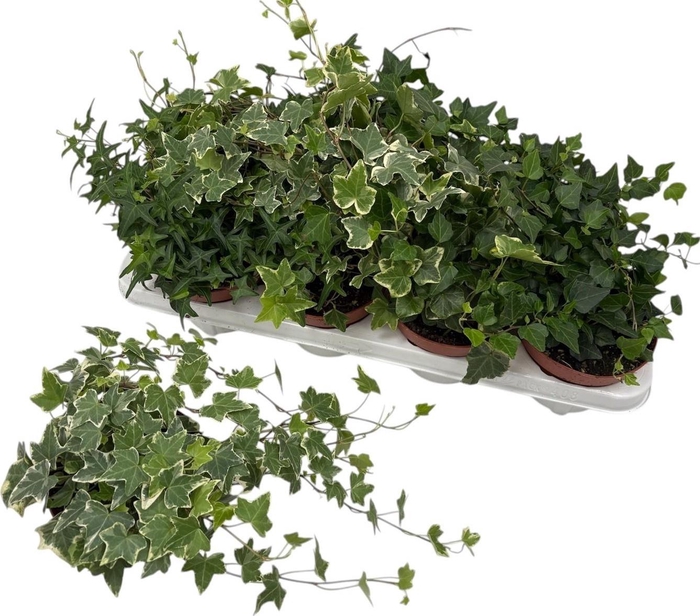 arr8 Hed He Gem 3 Srt