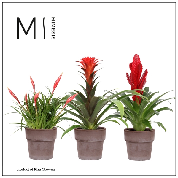 <h4>Mimesis Bromelia Royal Green - 13 cm in Toscana</h4>
