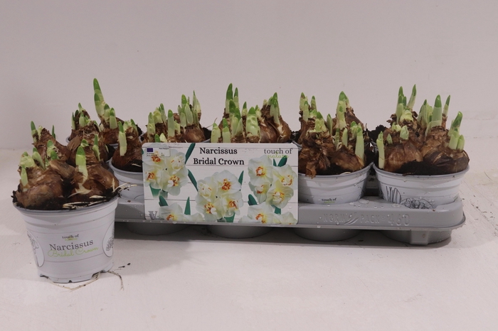 <h4>NARCISSUS BRIDAL CROWN P12</h4>