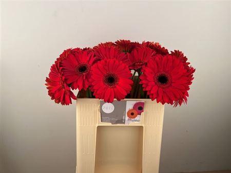 <h4>Ge Gr Blinddate</h4>