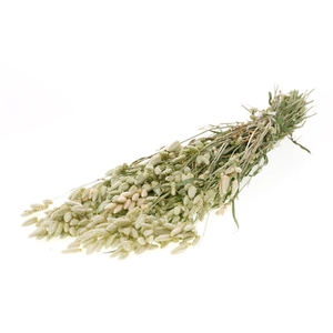 Briza Maxima Natural Green