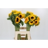 Helianthus Orange Fire