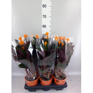 Calathea crocata 'Tassmania'