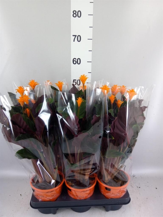 <h4>Calathea crocata 'Tassmania'</h4>