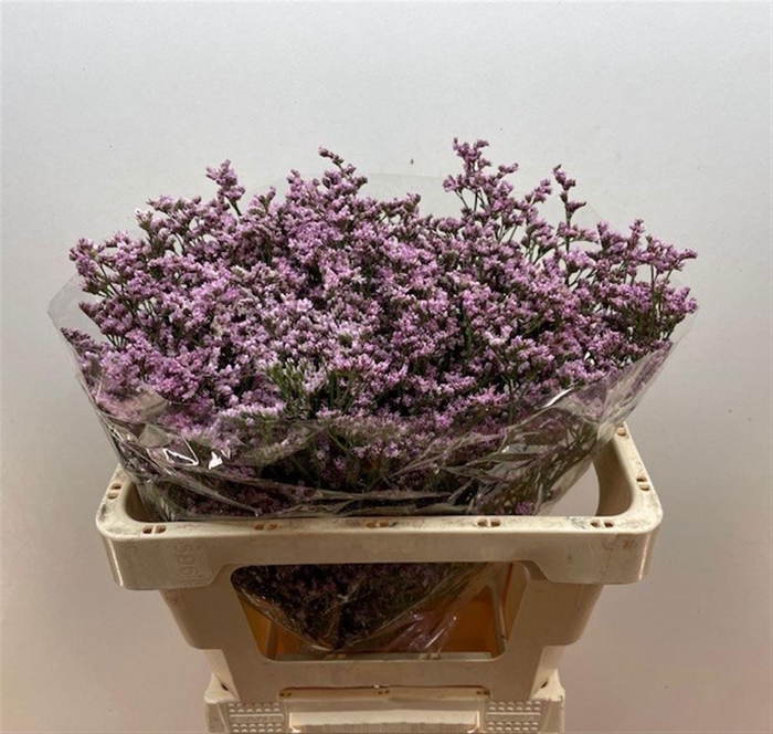 <h4>LIM FLORIDA PINK</h4>