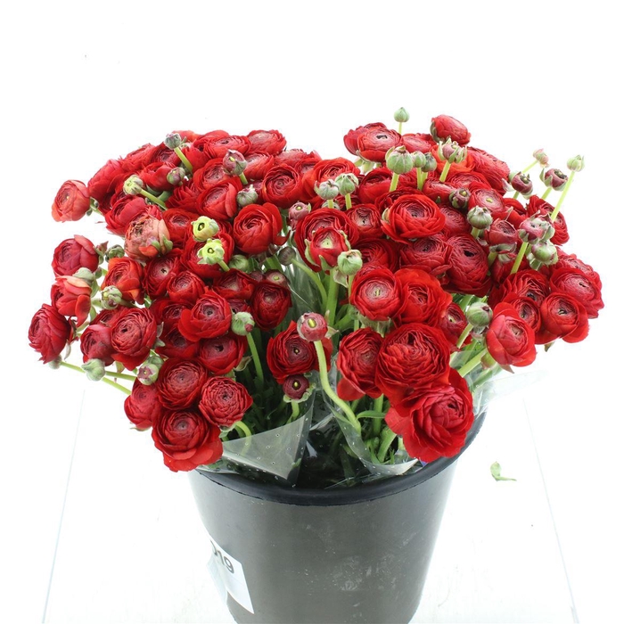 <h4>Ran El Sr Red Extra</h4>