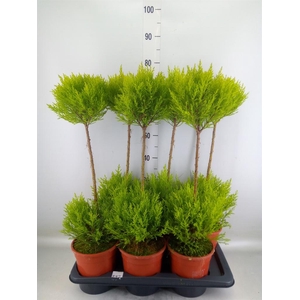 Cupressus macro. 'Goldcrest' .shape