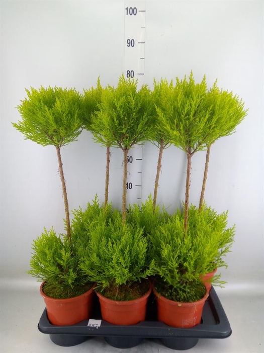 <h4>Cupressus macro. 'Goldcrest' .shape</h4>