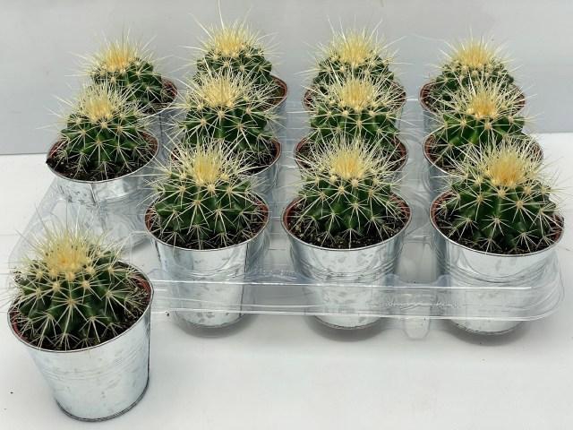 <h4>ECHINOC GRUSONII</h4>