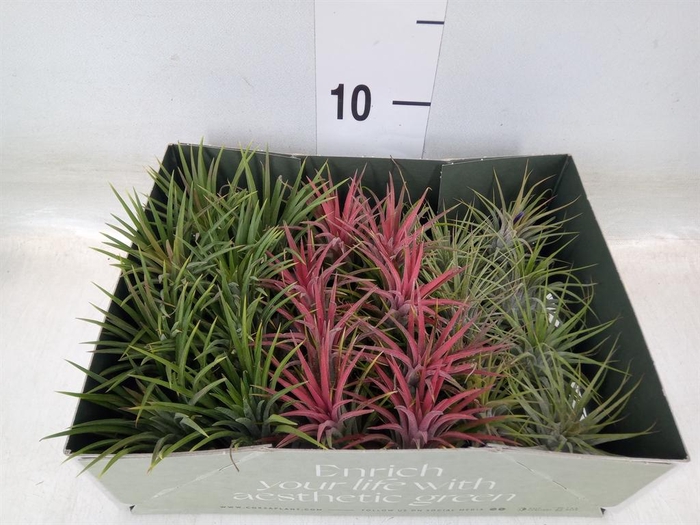 <h4>Tillandsia</h4>