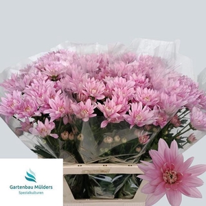 CHR T BALTICA PINK