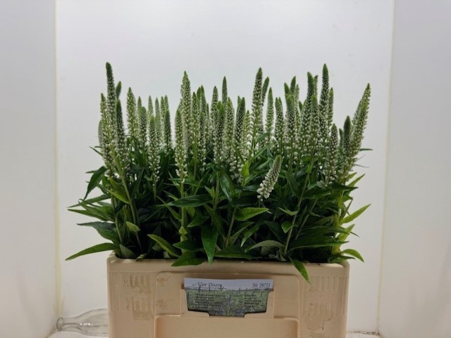 <h4>VERON SMART CAYA</h4>