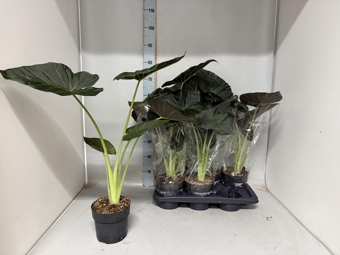 <h4>ALOC REGAL SHIELDS</h4>