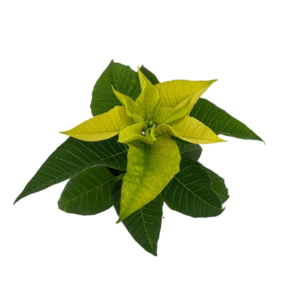 <h4>Euphorbia Lemon</h4>