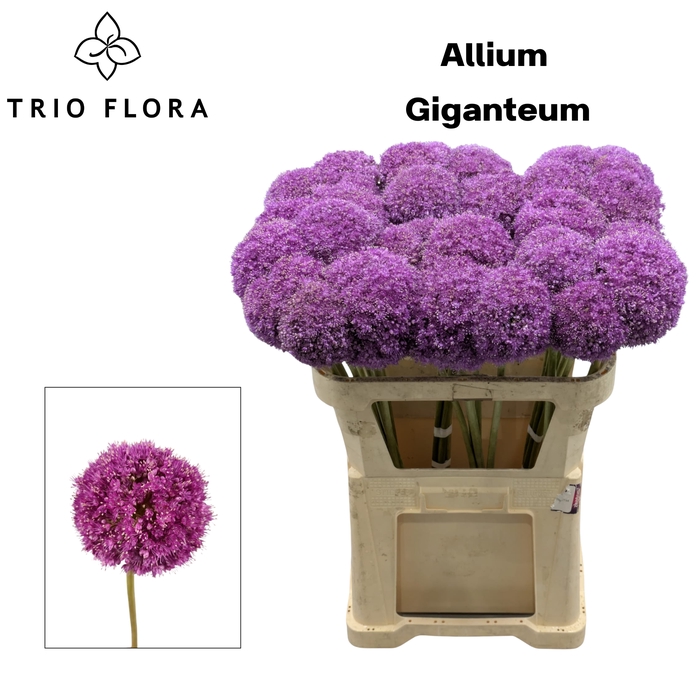 <h4>ALLIUM GIGANTEUM 997</h4>