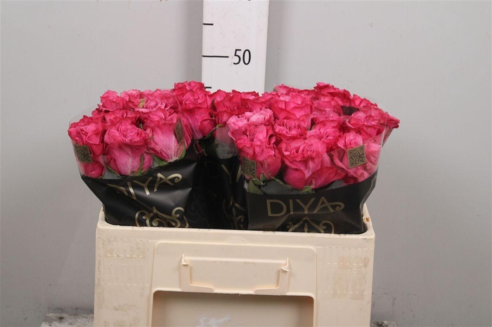 <h4>R Gr Country Blues</h4>