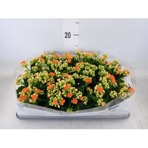 Kalanchoe  'RoseFlow Agnes'