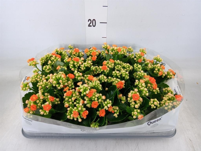 <h4>Kalanchoe  'RoseFlow Agnes'</h4>