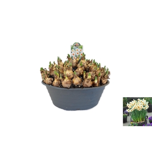 Narcissus Barrett Browning