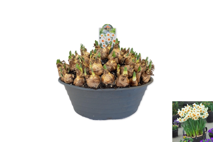 <h4>Narcissus Barrett Browning</h4>