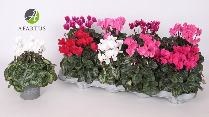 <h4>CYCL KL SUP CARINO</h4>