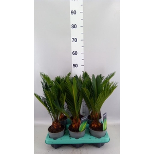 Cycas revoluta