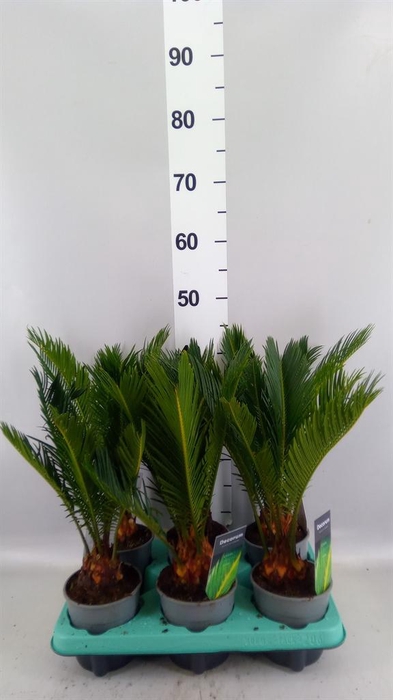 <h4>Cycas revoluta</h4>