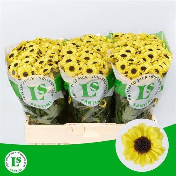 Chrysant Santini Patrese Sunny