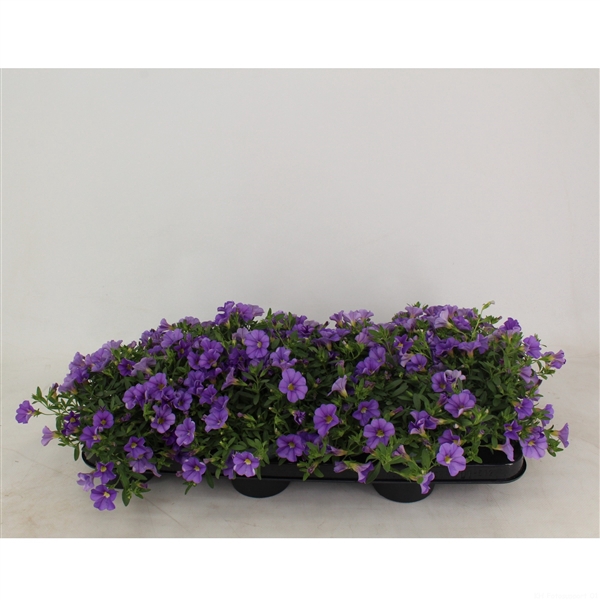 <h4>Calibrachoa Minifamous Light Blue</h4>