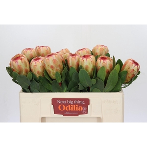 Protea Grandicolor